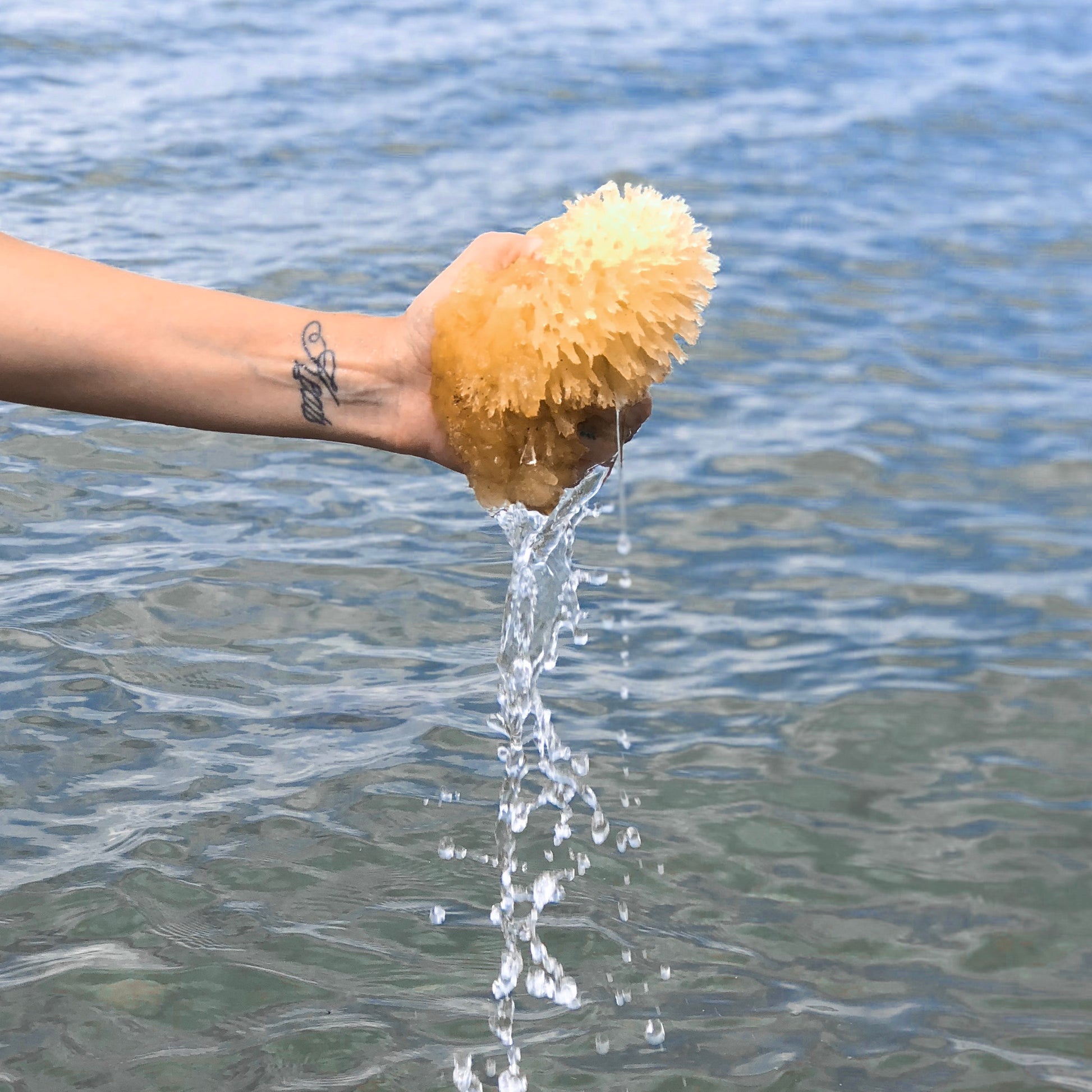 wild & natural Sea Sponges - Tofino Soap Company , Canada