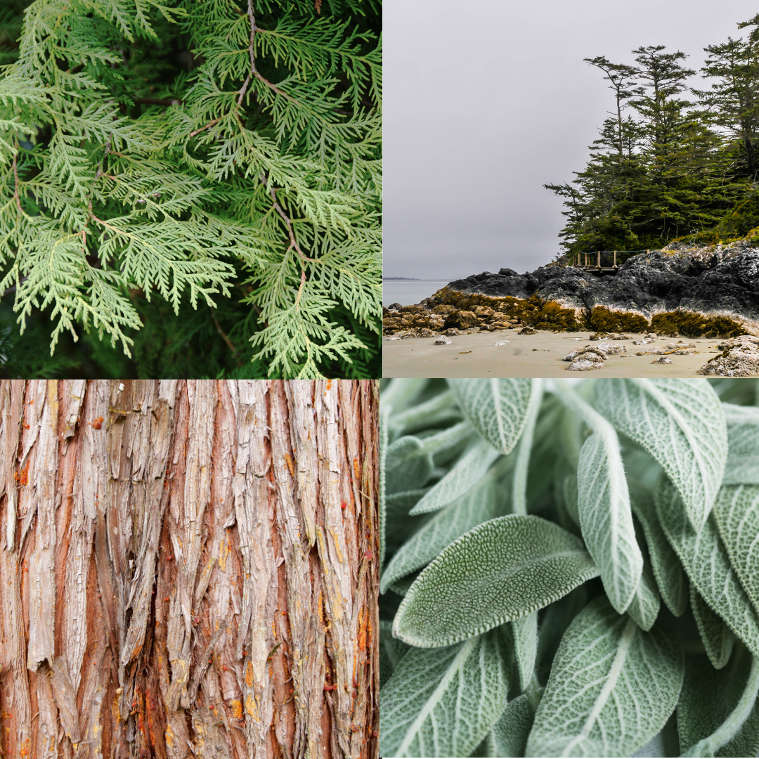 cedar, sage, spruce candle