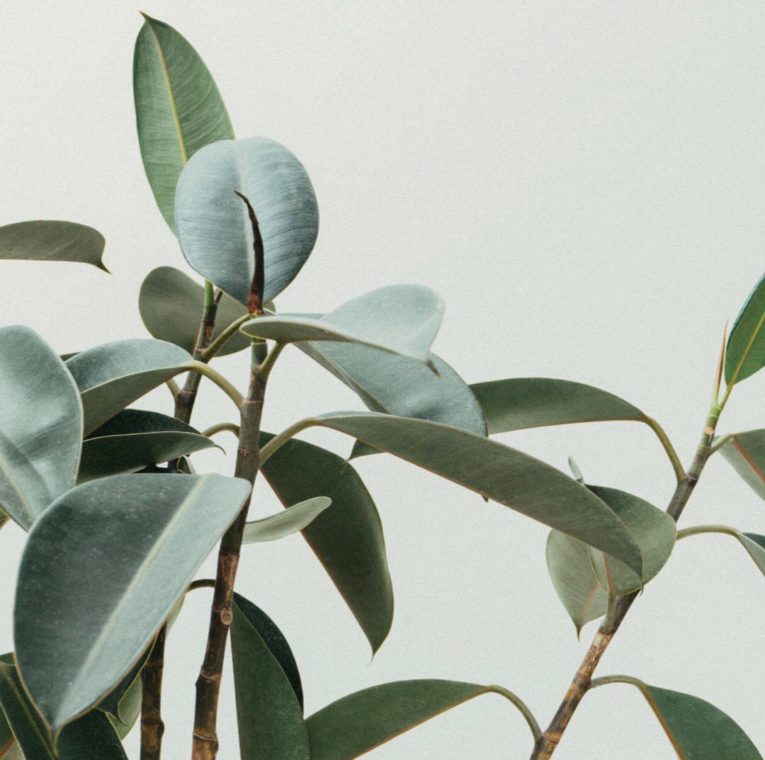 Eco Refill | Organic Shampoo - Tofino Soap Company ®