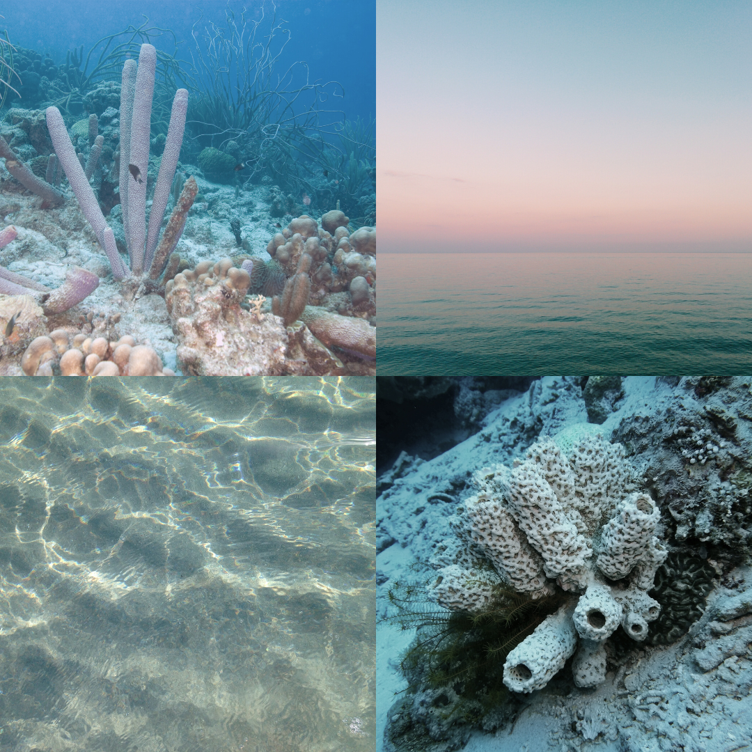 Tofino Soap Company natural soap, sea sponges and skincare crafted with wild-foraged island botanicals