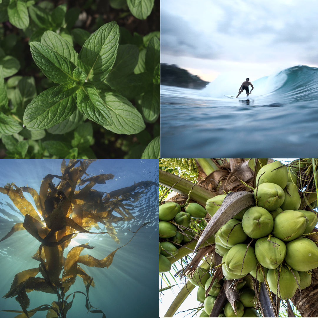 Organic Tofino soap with wild-foraged botanicals, small batch handmade on Vancouver Island