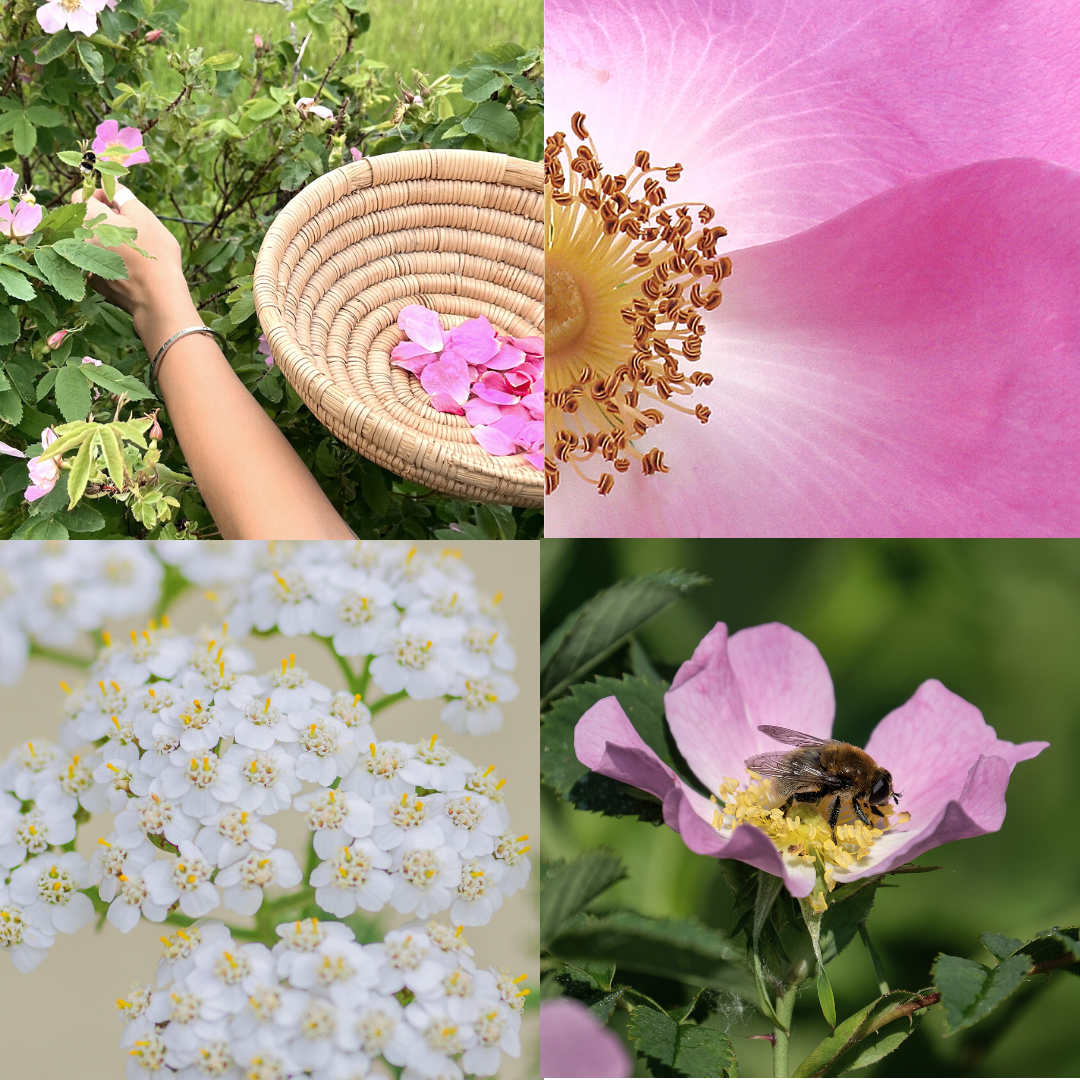 Sustainable luxury skincare and candles by Tofino Soap Company, original Vancouver Island soap artisan