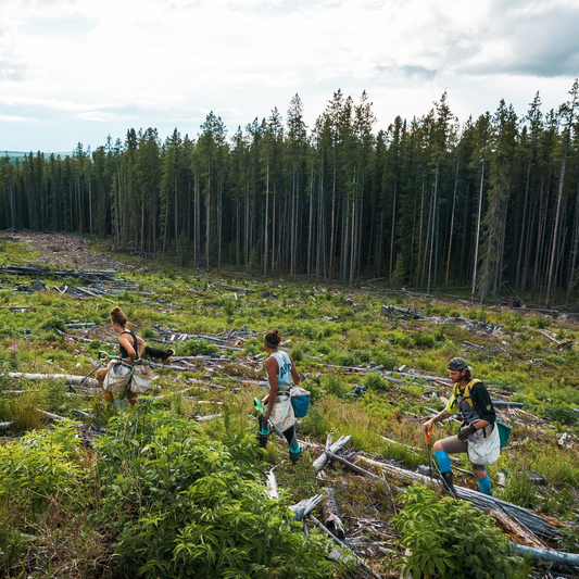 Into The Woods – Our Collaboration With Integrity Reforestation