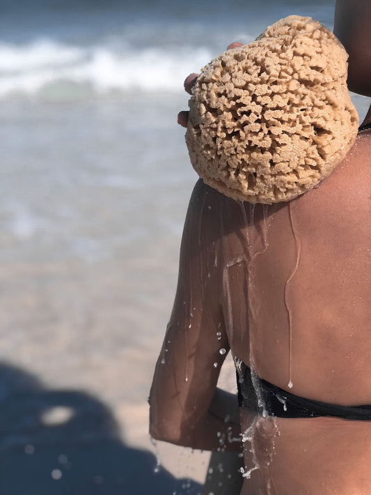 wild natural sea sponge on beach