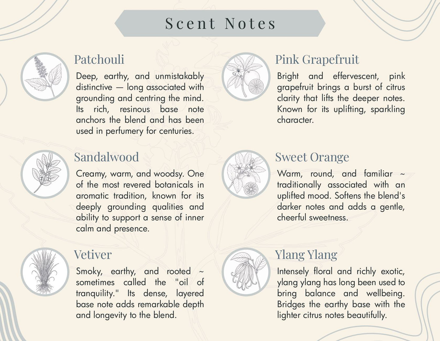 An informational scent notes graphic with a cream background, decorative border, and a gray title banner reading 'Scent Notes.' Six pairs of illustrated icons and text describe fragrance notes: Patchouli, Pink Grapefruit, Sandalwood, Sweet Orange, Vetiver, and Yang Yang.