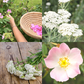 Tofino Soap Company handcrafted natural beauty products made with Vancouver Island botanicals since 2010