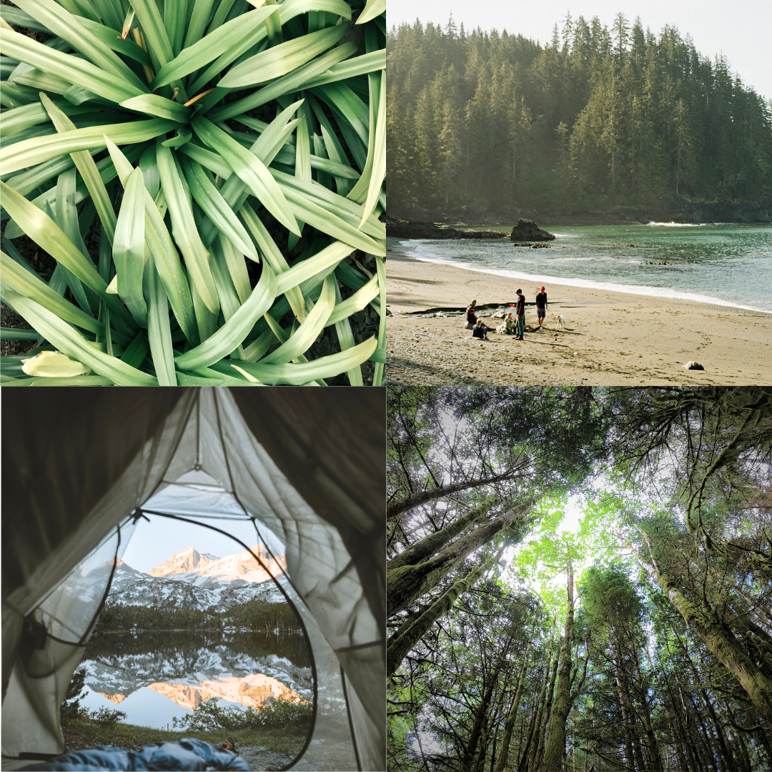 Natural botanical bug spray mist by Tofino Soap Company