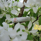 Jasmine neroli botanical perfume oil by Tofino Soap Compan